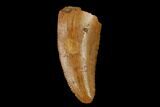 Serrated, Raptor Tooth - Real Dinosaur Tooth #133416-1